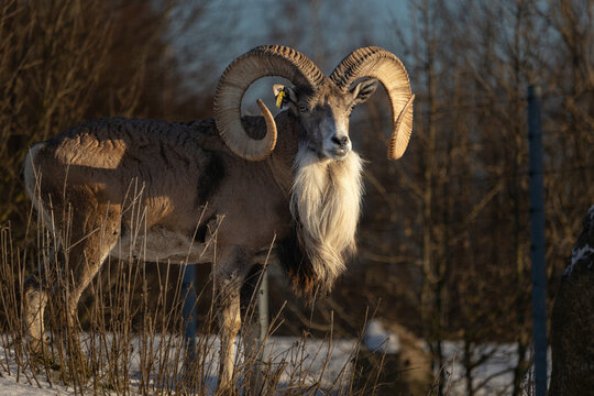 Transcaspian urial (Ovis orientalis arkal). Wild life animal.
