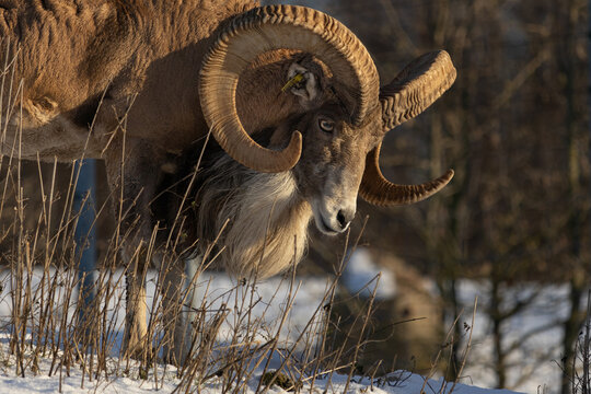 Transcaspian urial (Ovis orientalis arkal). Wild life animal.