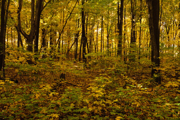 Obraz premium Maple woods on autumn morning within Pike Lake Unit, Kettle Moraine State Forest, Hartford, Wisconsin