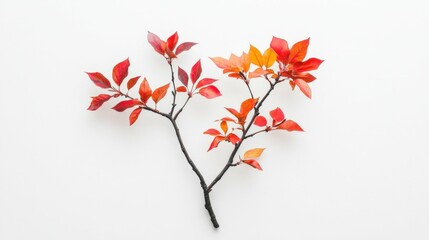 Obraz premium Bright Japanese blossom on a white background, nature symbol with vivid autumn tones,