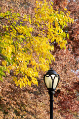 Lamp post in central park, New York with yellow autumn leaves hanging above it