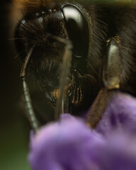 Eating bumblebee
