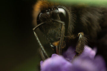 Eating bumblebee