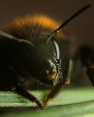 Eating bumblebee