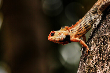 lizard on a Bark of a tre