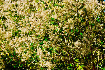 Close Up Coyote Brush