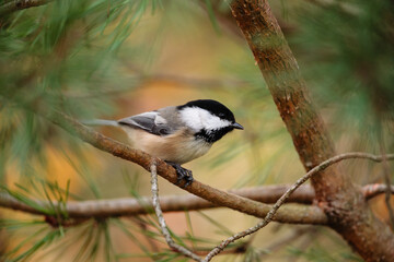 Naklejka premium Black capped chickadee in red pine tree near Hartford, Wisconsin