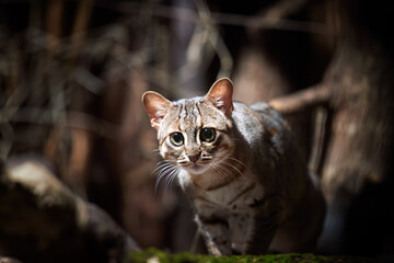Rusty Spotted Cat, Prionailurus rubiginosus, eye contact, direct gaze fixed on camera, crouching on...