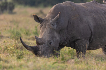 Fototapeta premium Nashornportrait