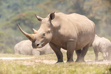 Obraz premium Breitmaulnashörner in Afrika