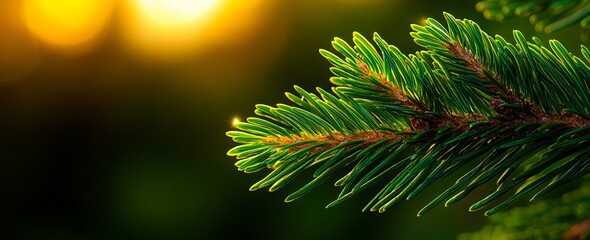 A close up of a pine tree branch with the sun shining through it