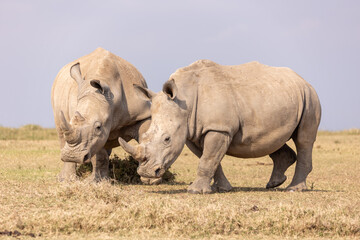 Obraz premium Breitmaulnashörner in Afrika