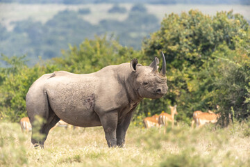 Fototapeta premium Spitzmaulnashorn