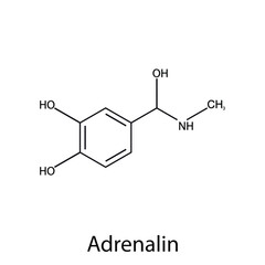 Chemical structure of the hormone epinephrine or adrenaline. Organic chemistry. Vector. © AliaksaB