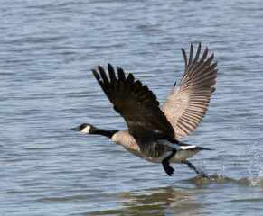 Goose landing in water