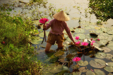 Vietnamese Farmer Harvesting Pink Lotus Flowers in Tranquil Pond – Traditional Scene of Rural Life, Ideal for Cultural and Nature Themes