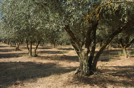 Ulivo