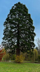 A large tree stands in a grassy field with a blue sky in the background