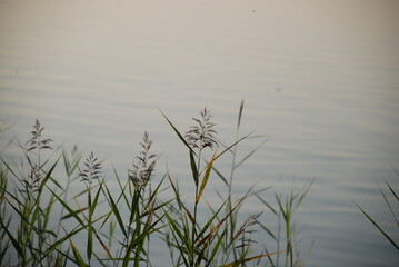 Reed grows in water. Summer evening near a forest lake, reeds on thin long stems and long narrow green leaves grow in the water near the shore. Behind the plants there is a calm surface of the water