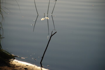 The spear sticks out of the water. The donk stick is stuck into the bottom of the lake near the...