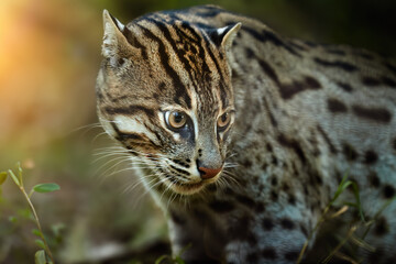 Naklejka premium Close up portrait of Fishing Cat, Prionailurus Viverrinus in Warm Evening Light – Medium-Sized Wild Cat with Black Stripes and Spots in Natural Green Habitat