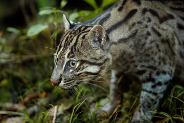 Obraz premium Side portrait of Fishing Cat, Prionailurus viverrinus in Lush Greenery against Warm Light in background. Medium sized asian nocturnal cat colored with black lines and spots. 