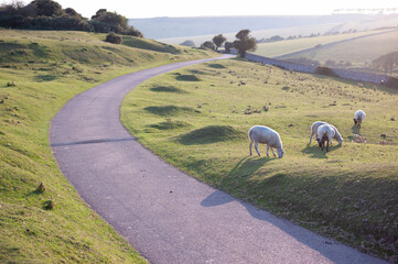 Sheep and rural landmark in the Eastbourne, in the United Kingdom