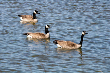 Obraz premium Three Geese