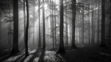 Fototapeta premium Misty forest at dawn with sunlight filtering through trees and a carpet of fallen leaves