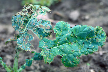 Oilseed rape leaf damaged by small jumping beetles Crucifer Flea Beetle, Phyllotreta crucifera,...