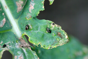 Crucifer Flea Beetle (Phyllotreta cruciferae) and turnip flea beetle or yellow-striped flea beetle...