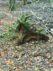 Scenic forest landscape with big rotten tree stump among wet lush vegetation. Vivid forest scenery with large burnt stump among bushes with droplets on leaves. Wild flora with drops of dew on grass