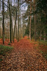 a journey through the autumn forest