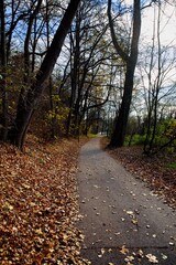a journey through the autumn forest