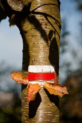 Czech hiking sign on a tree