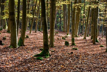 beech forest in autumn