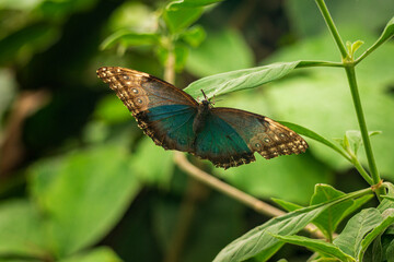 Obraz premium Butterfly on a plant in the botanical garden.