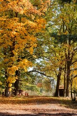 a journey through the autumn forest