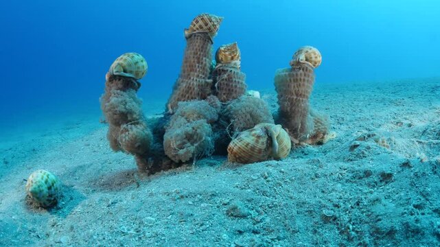 Mediterranean Bonnet Snail, Semicassis undulata on its eggs underwater behaviour scenery phalium granulatum
