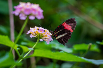 Butterfly on a plant in the botanical garden.