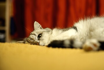 Fluffy cat resting on a blanket