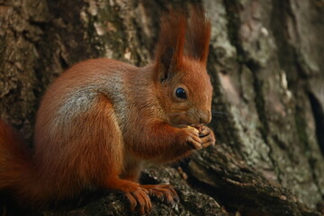 Squirrel in autumn park.