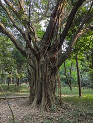 Fototapeta premium a tree with a rope tied to it that has a rope tied to it