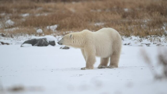 Polar bear standing on snow covered ground before laying down near Hudson Bay just outside of Churchill, Manitoba.