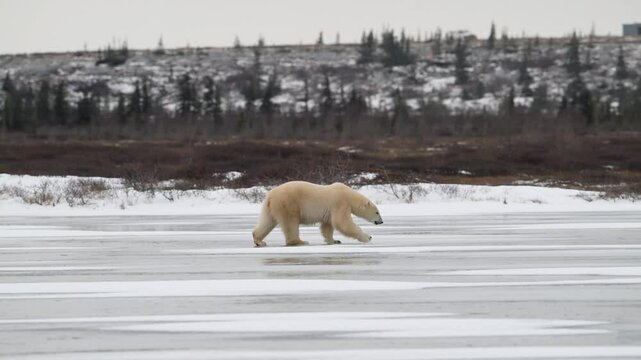 A polar bear walking across a frozen lake not far from Hudson Bay near Churchill, Manitoba.