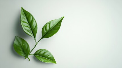 Obraz premium Vibrant green leaves arranged elegantly on a light background, showcasing nature's beauty and freshness.