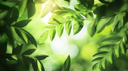 Fototapeta premium Lush green leaves illuminated by soft sunlight create a vibrant, serene backdrop.