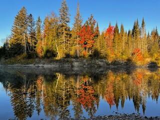 Sun-soaked fall trees reflect in still morning river, Northern Ontario