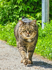 Obraz premium Cat walking in the garden. High quality photo
