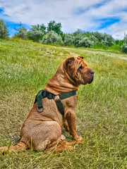 Shar Pei dog in the grass. High quality photo